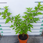 Sakura ozdobná (Prunus serrulata) ´KANZAN´ - výška 70-90 cm, kont. C5L -KRÍK